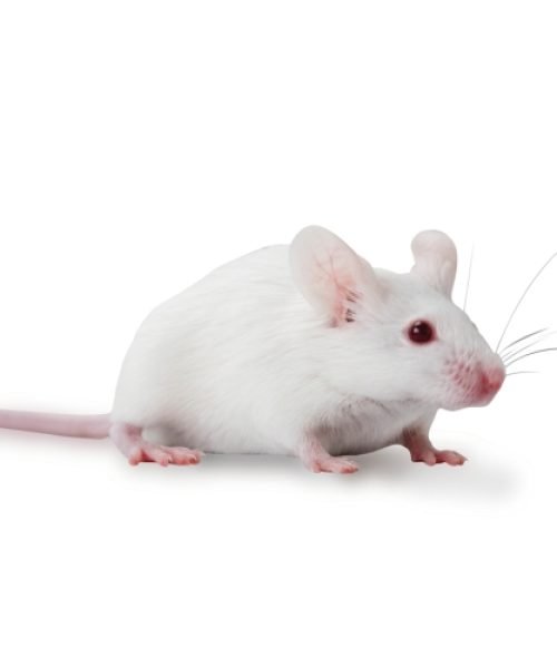BALB/c Mouse