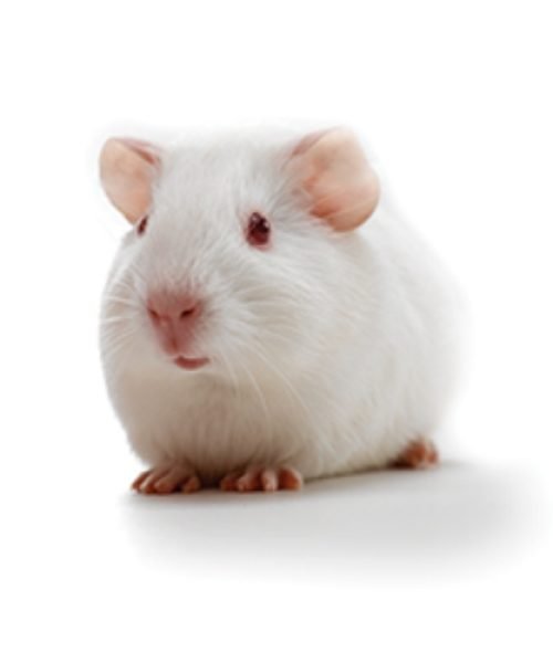 Dunkin Hartley Guinea Pig