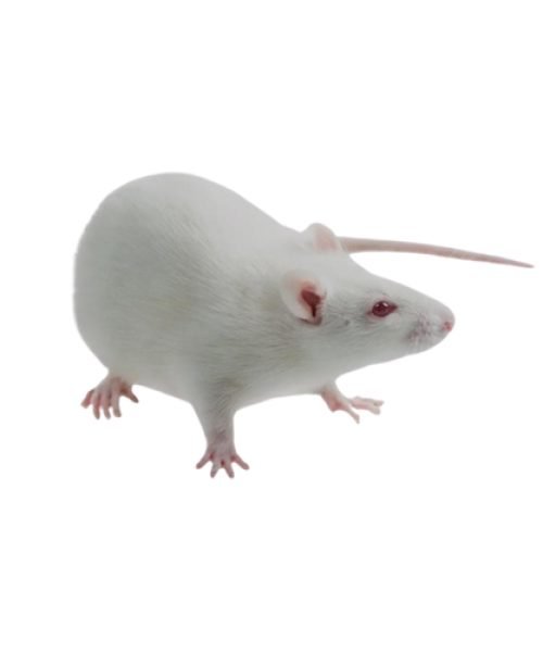 Sprague Dawley Rat
