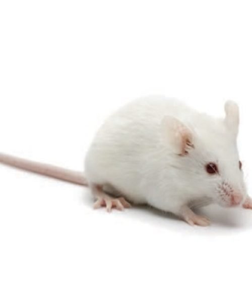 Swiss Albino Mouse