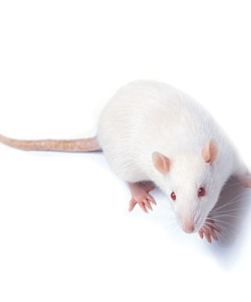Wistar Rat